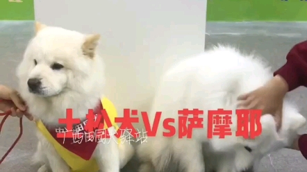 土松犬(原版松狮),中国一种不比萨摩耶差的犬种.哔哩哔哩bilibili