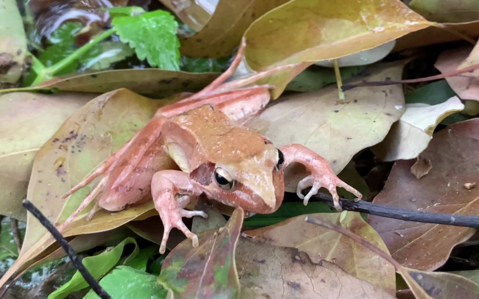 【生物记录/蛙】镇海林蛙