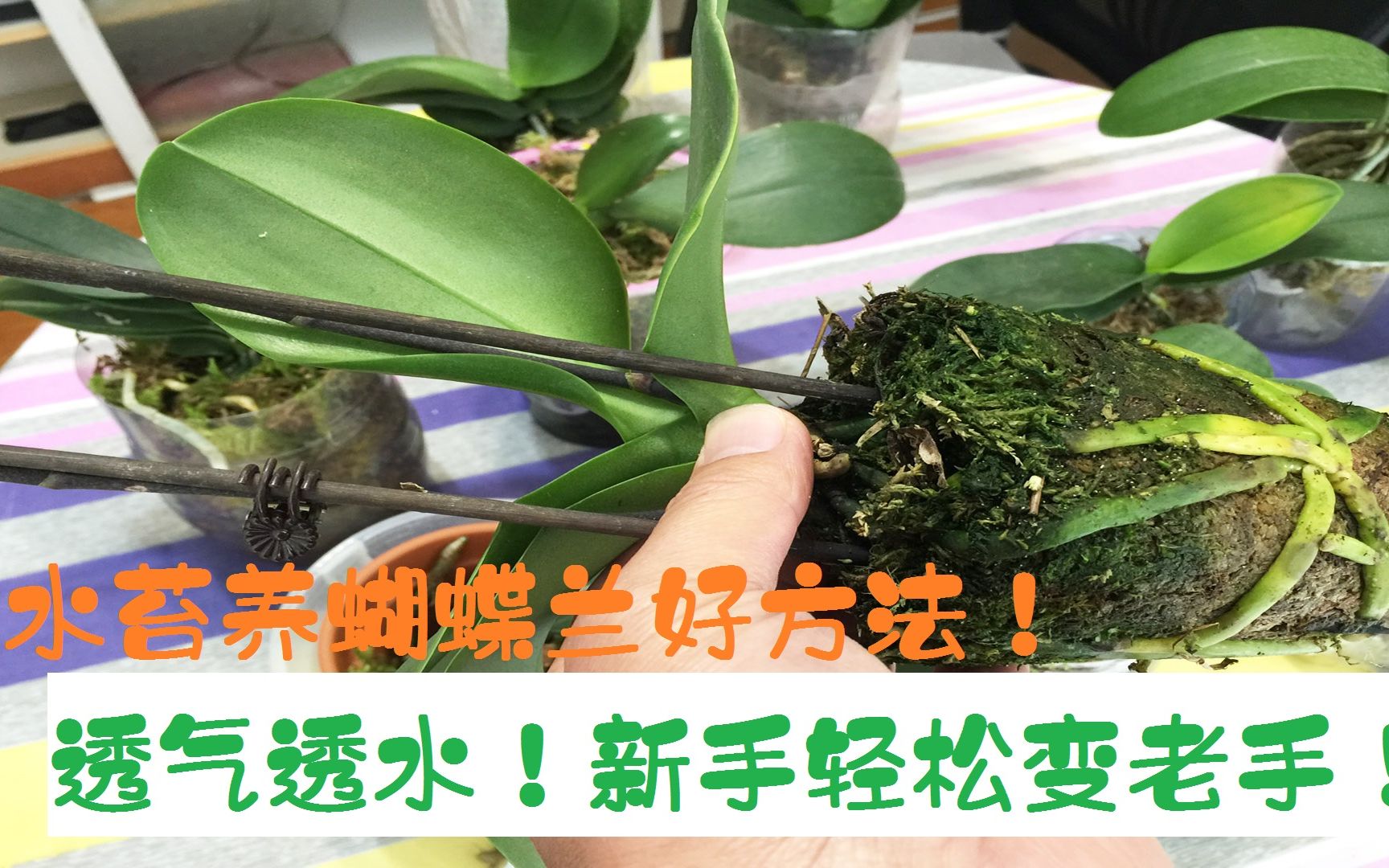 水苔养蝴蝶兰好方法:透气透水不易烂根,新手轻松变老司机!