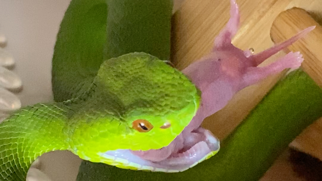 坡普竹叶青喂食