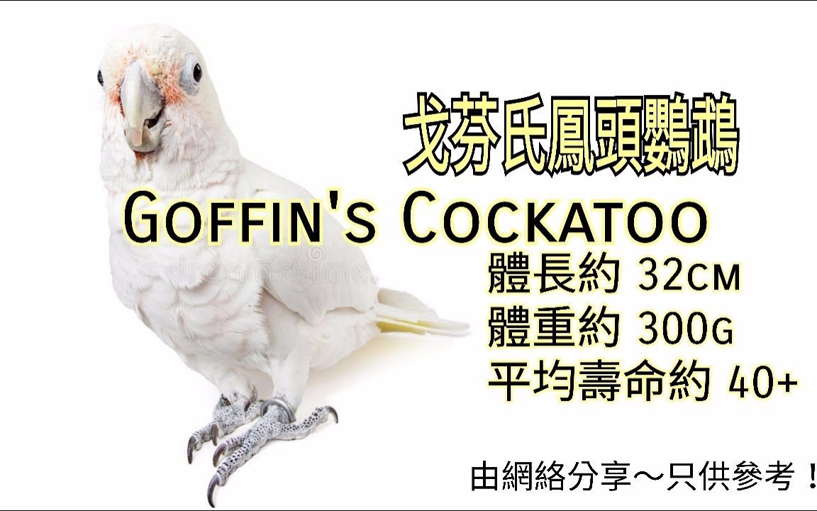 鹦鹉品种分享介绍 ~戈芬氏凤头鹦鹉 (Goffin's Cockatoo)哔哩哔哩bilibili