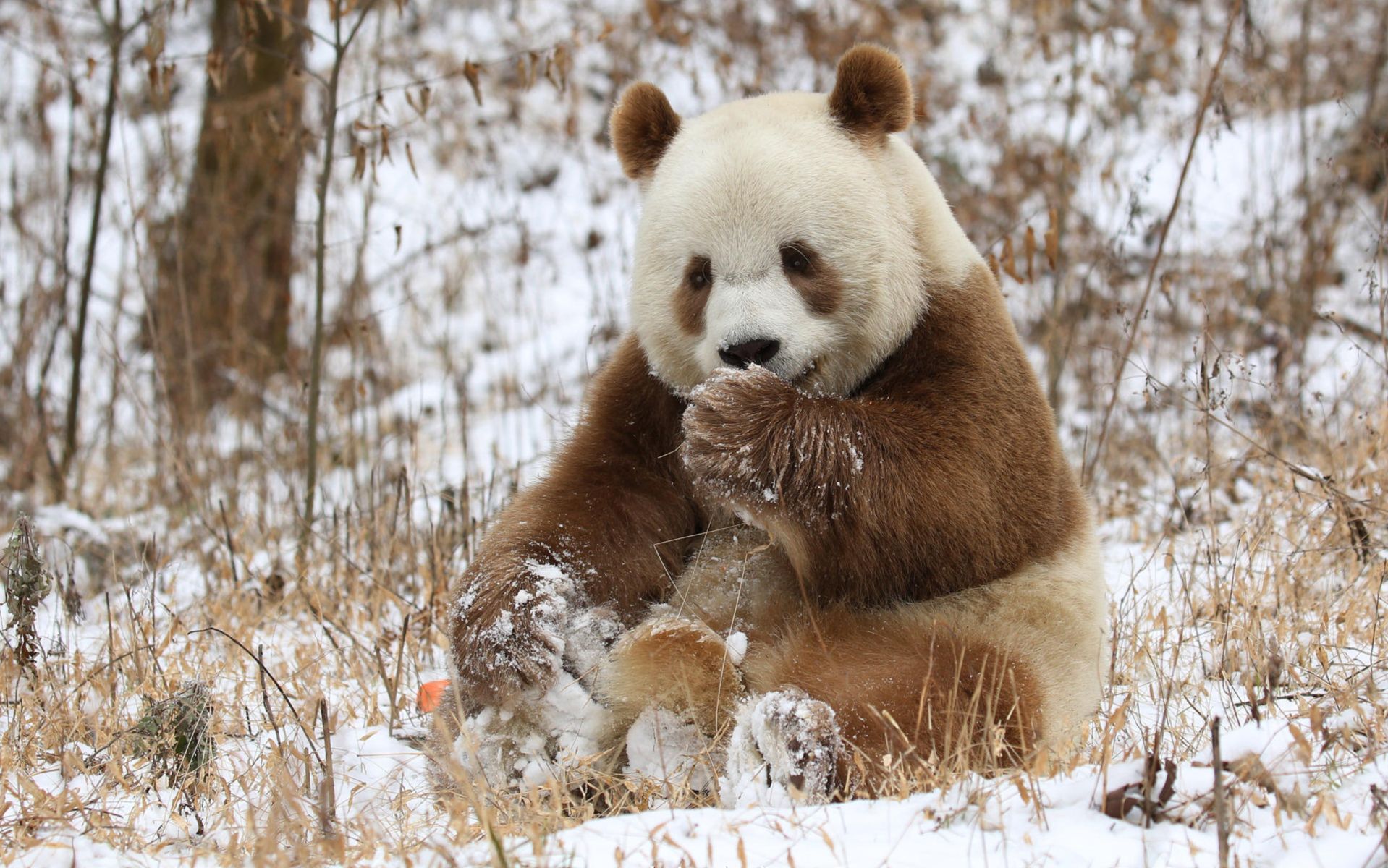 全球唯一现存棕色大熊猫——七仔
