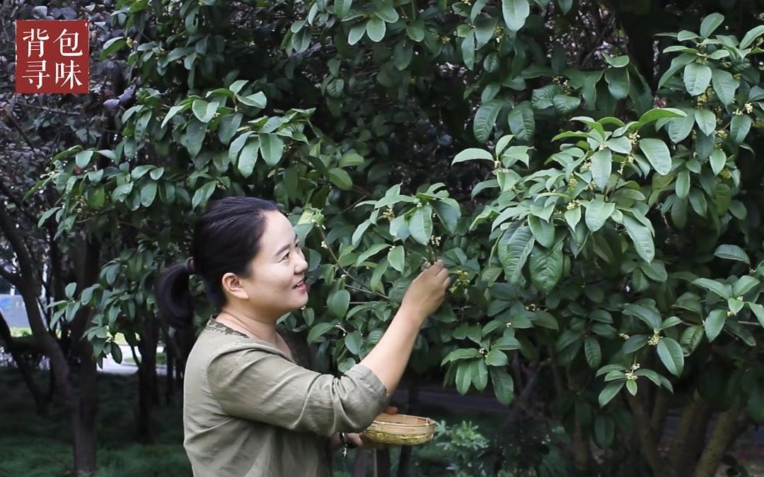 [图]【桂花雪梨膏】金桂花开，梨汁润肺，小背包邀您一起来做当季美食