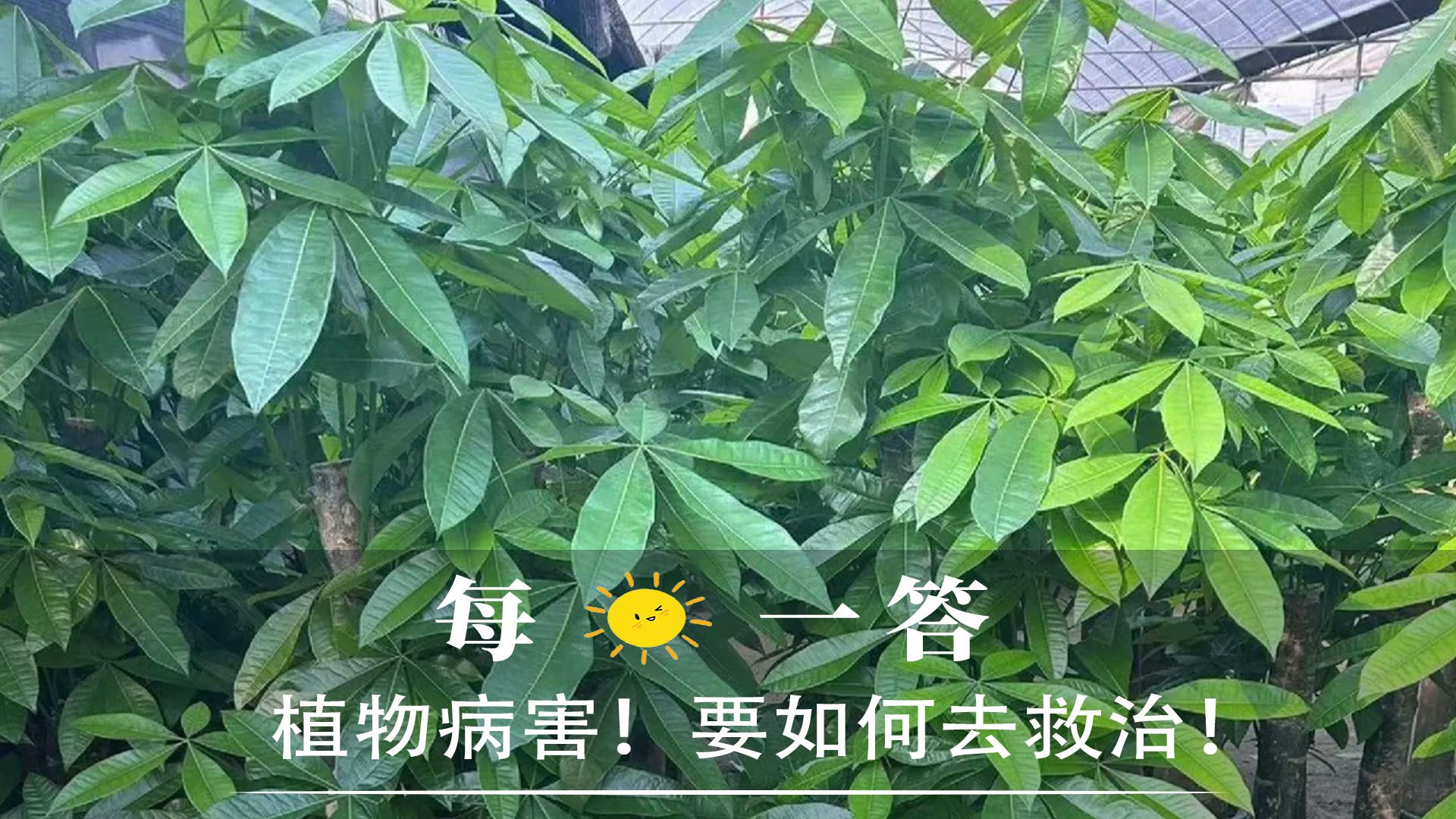 植物病害!要如何去救治!哔哩哔哩bilibili