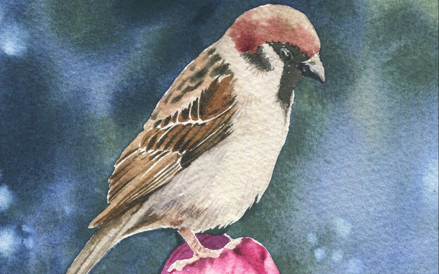 画只小小鸟 水彩麻雀画法分享