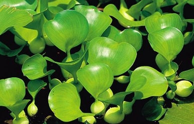 生物入侵~水葫芦