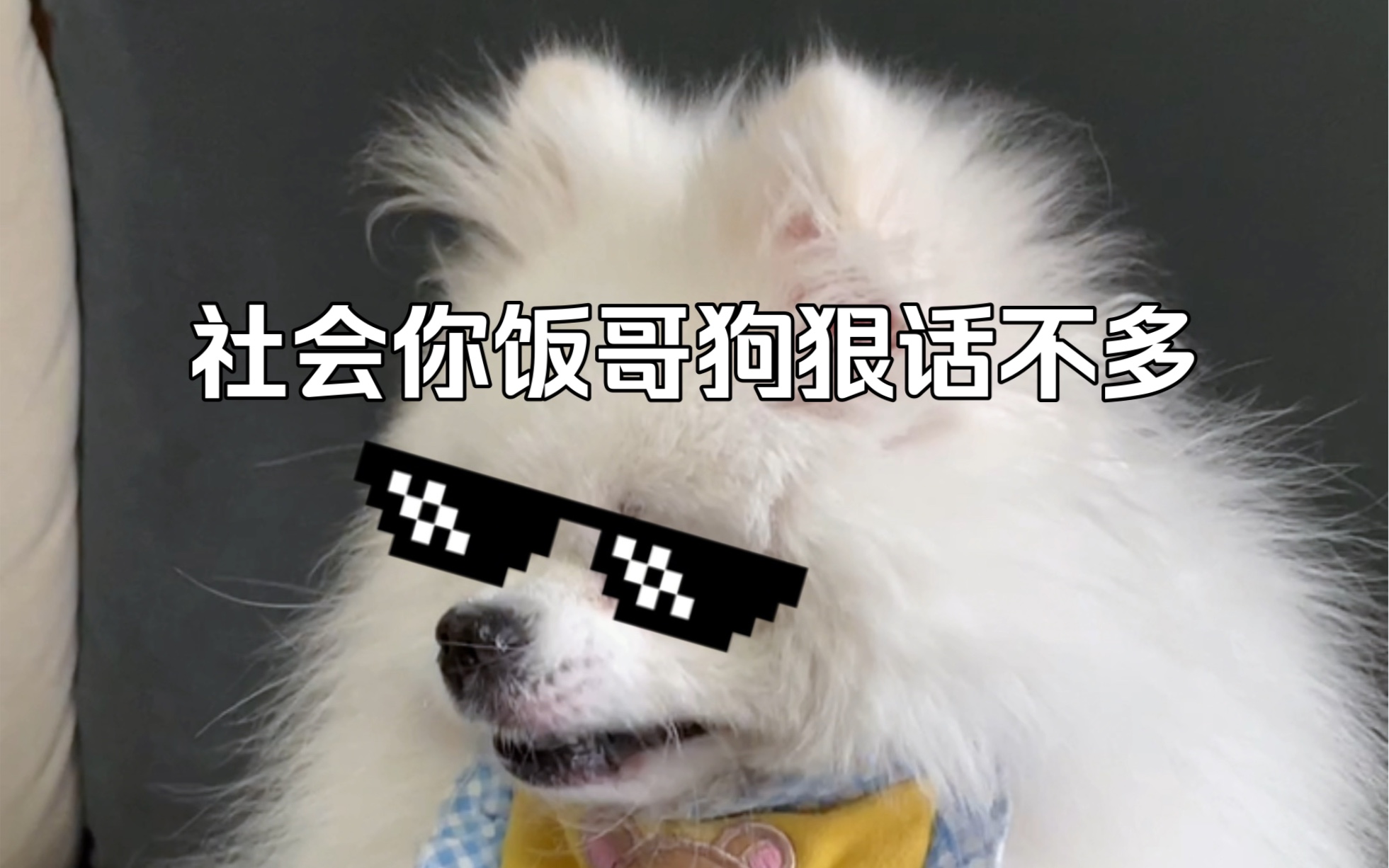 这一声恶犬咆哮吓鼠你们~哔哩哔哩bilibili