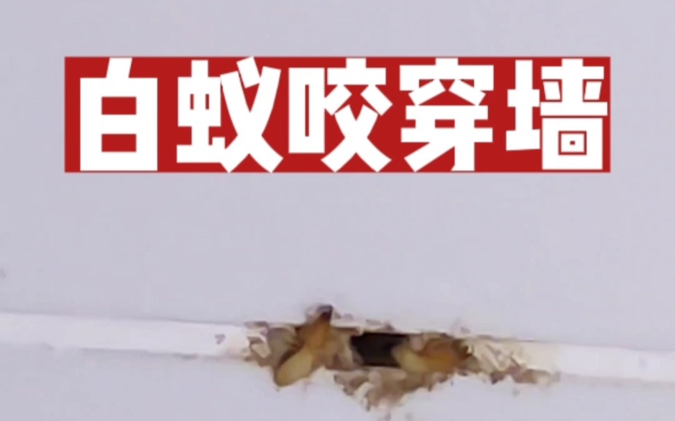 家白蚁直接咬穿墙体,展现恐怖破坏力!