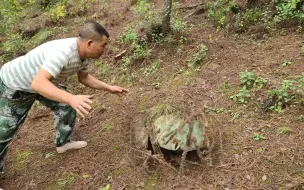 下载视频: 农村大叔去树林捡野生菌，发现地上不对劲，凑近一看高兴坏了