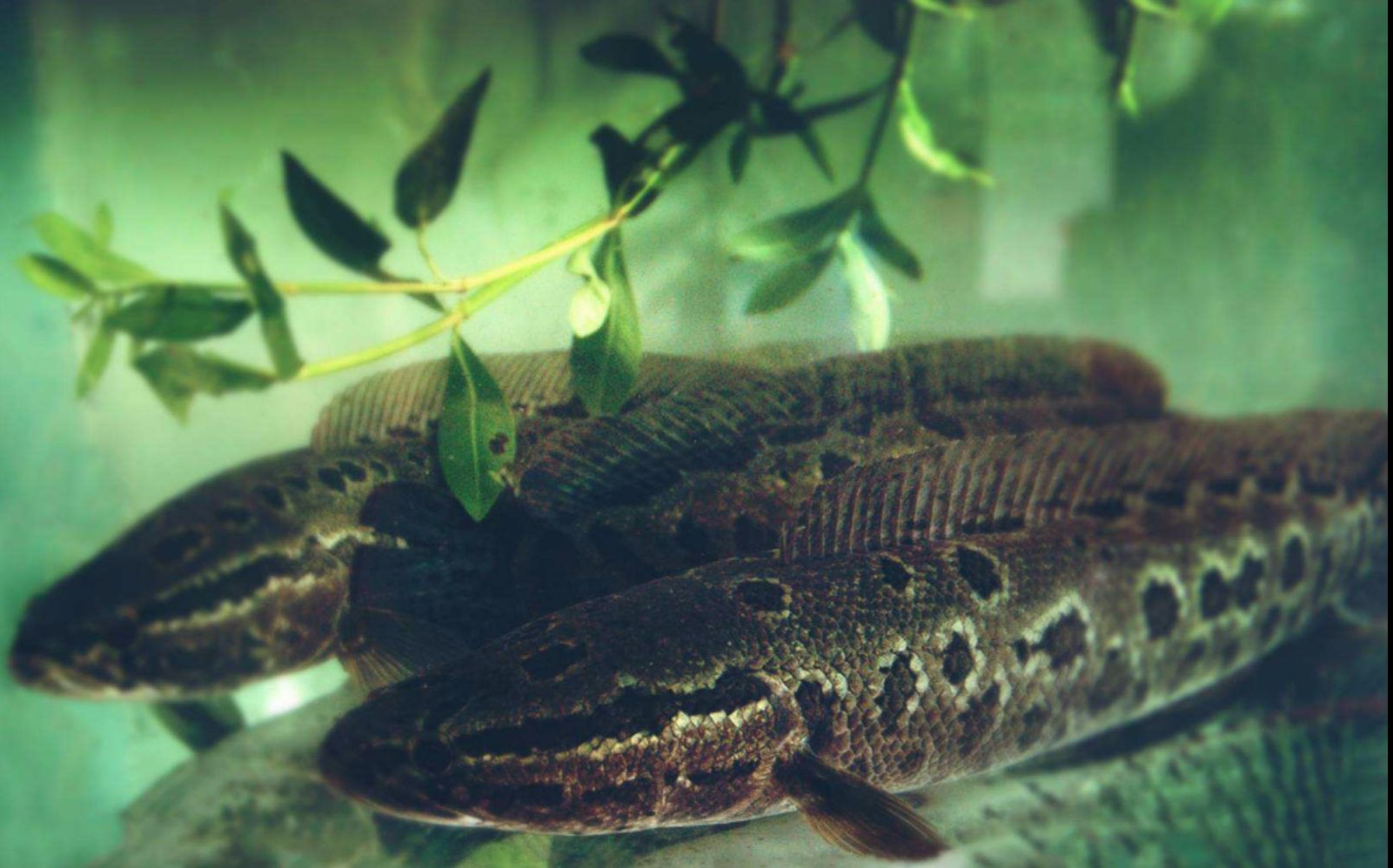 黑鱼护子好有爱,真是难得一见