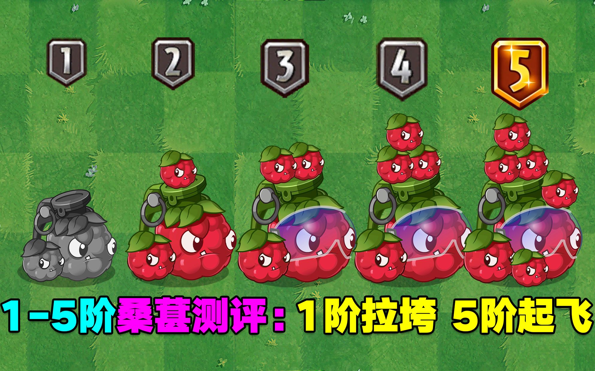 1-5阶桑葚测评:1阶拉垮,5阶起飞!