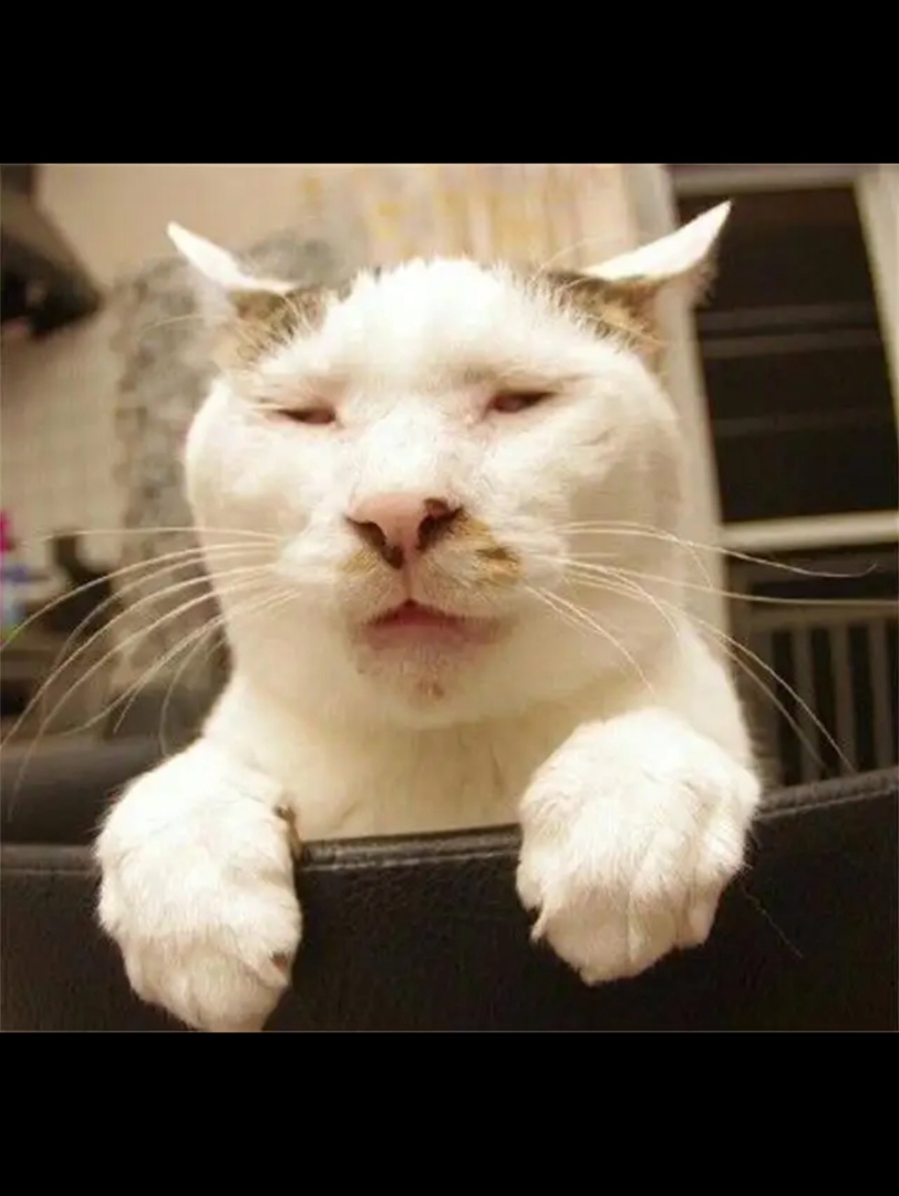 耗时1小时:制作出nor叔偷懒时的nor之猫片!