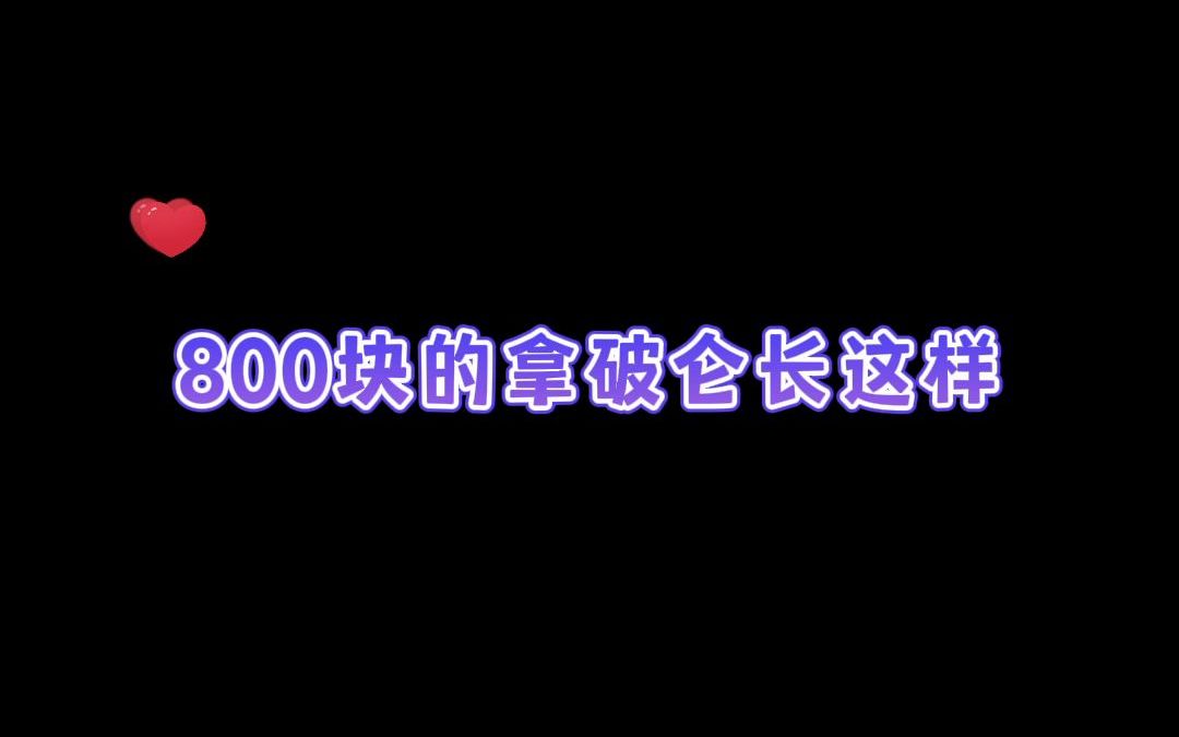 不同价位的拿破仑矮脚猫对比,一味追求矮的拿破仑,你敢买吗?哔哩哔哩bilibili