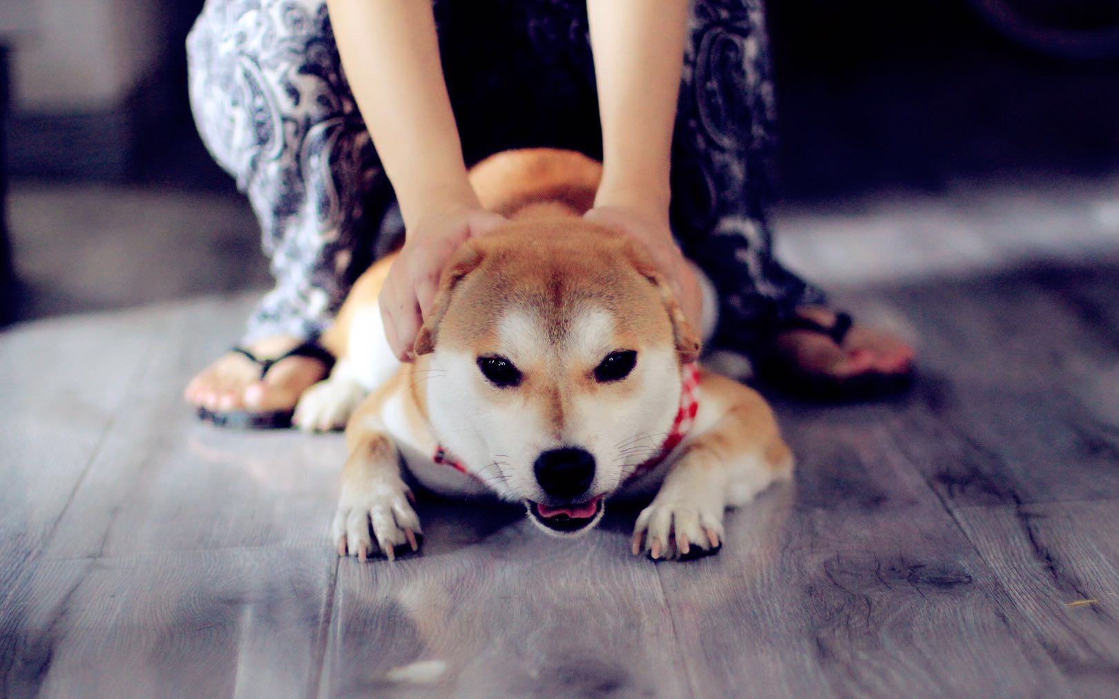 柴犬听着视频里自己的惨叫声开始怀疑狗生哔哩哔哩bilibili