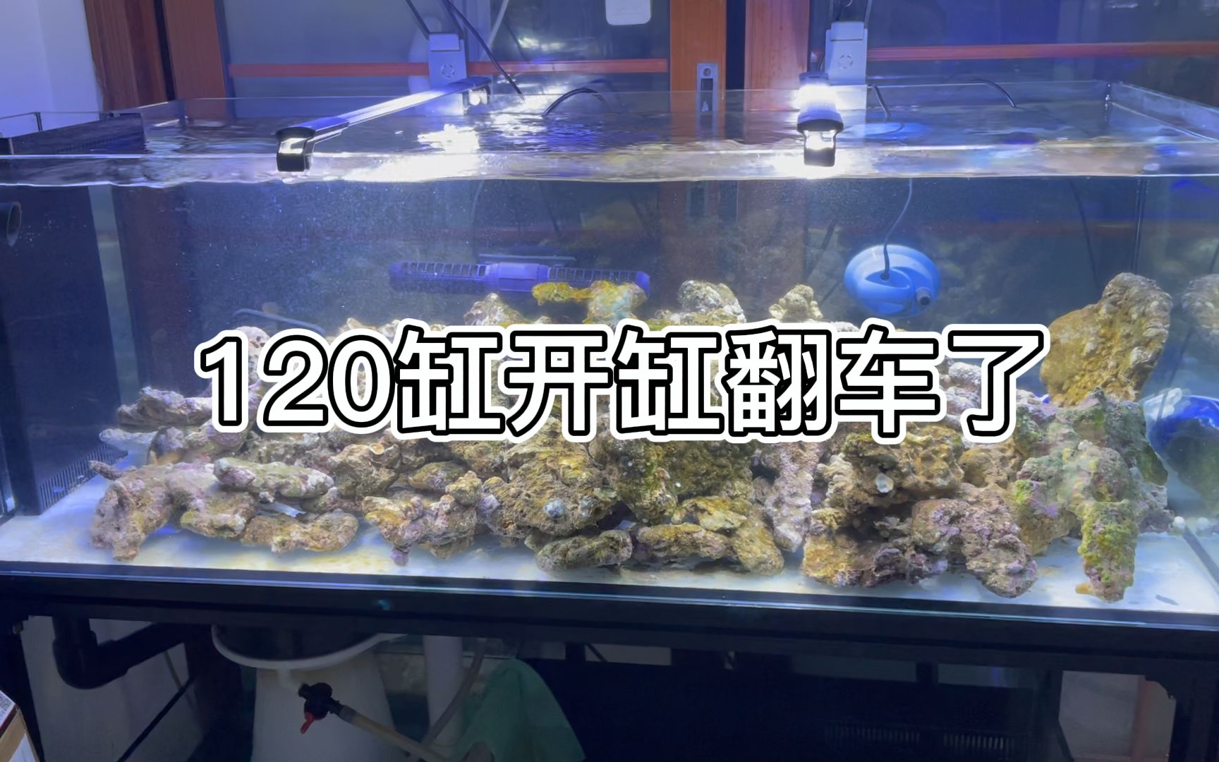 [图]120海缸开缸翻车现场，血亏1000块！！1