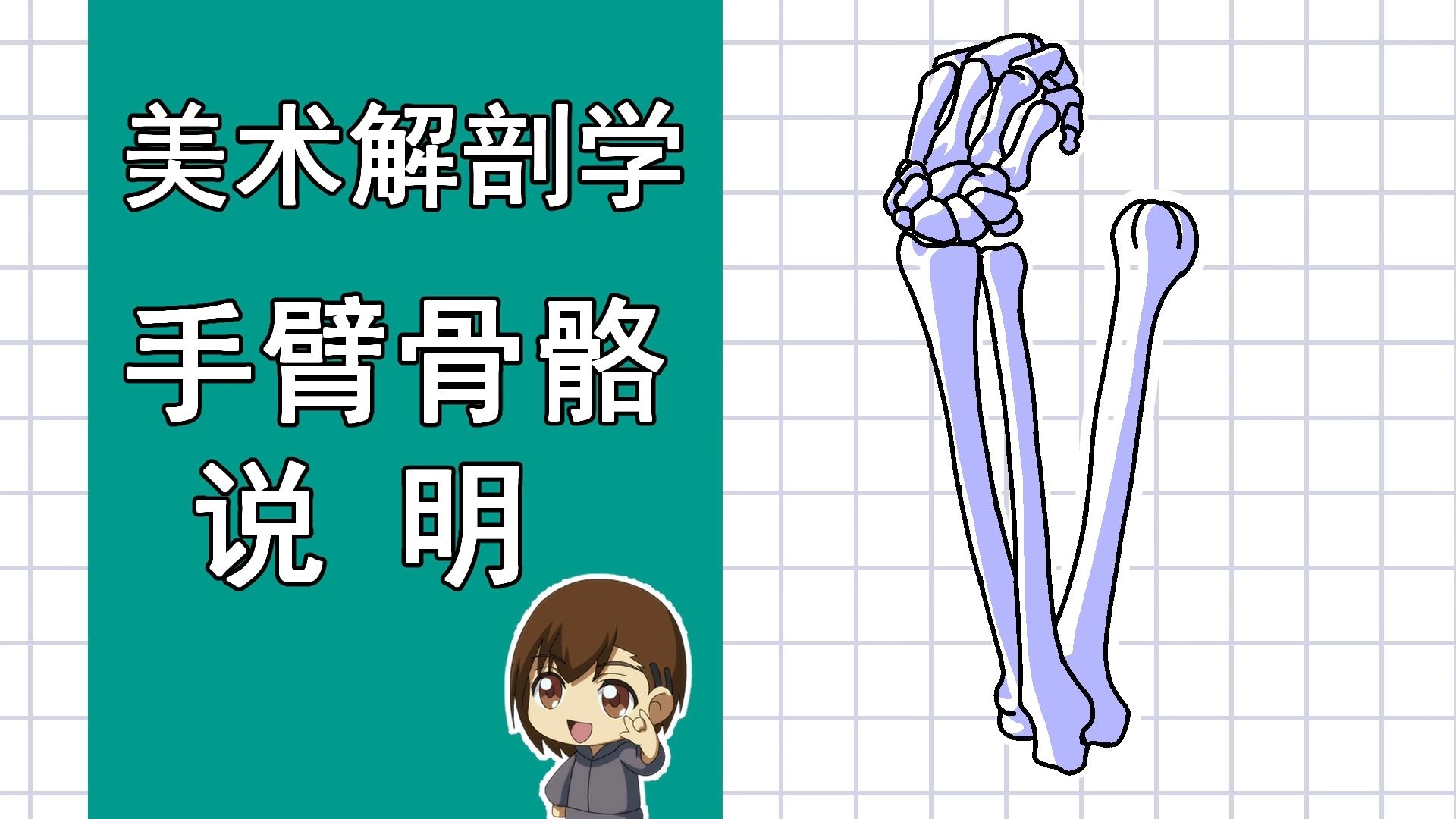 美术解剖学-67-手臂骨骼说明