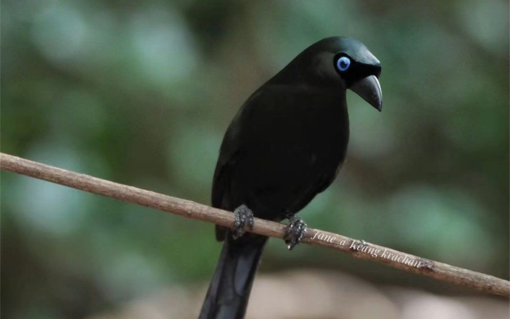 毛色质地很独特～盘尾树鹊