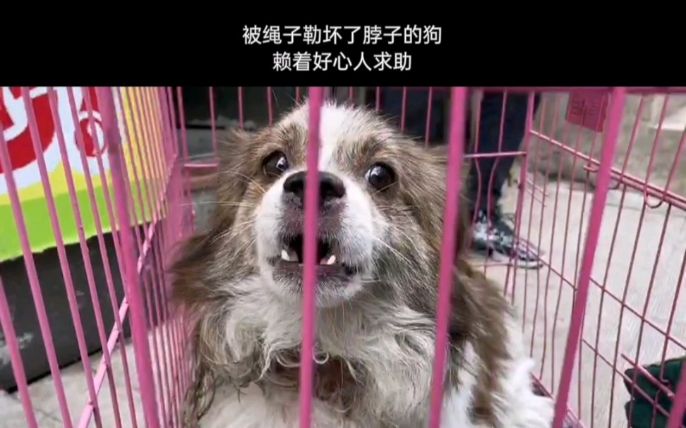 被绳子勒坏脖子的狗赖着不走了