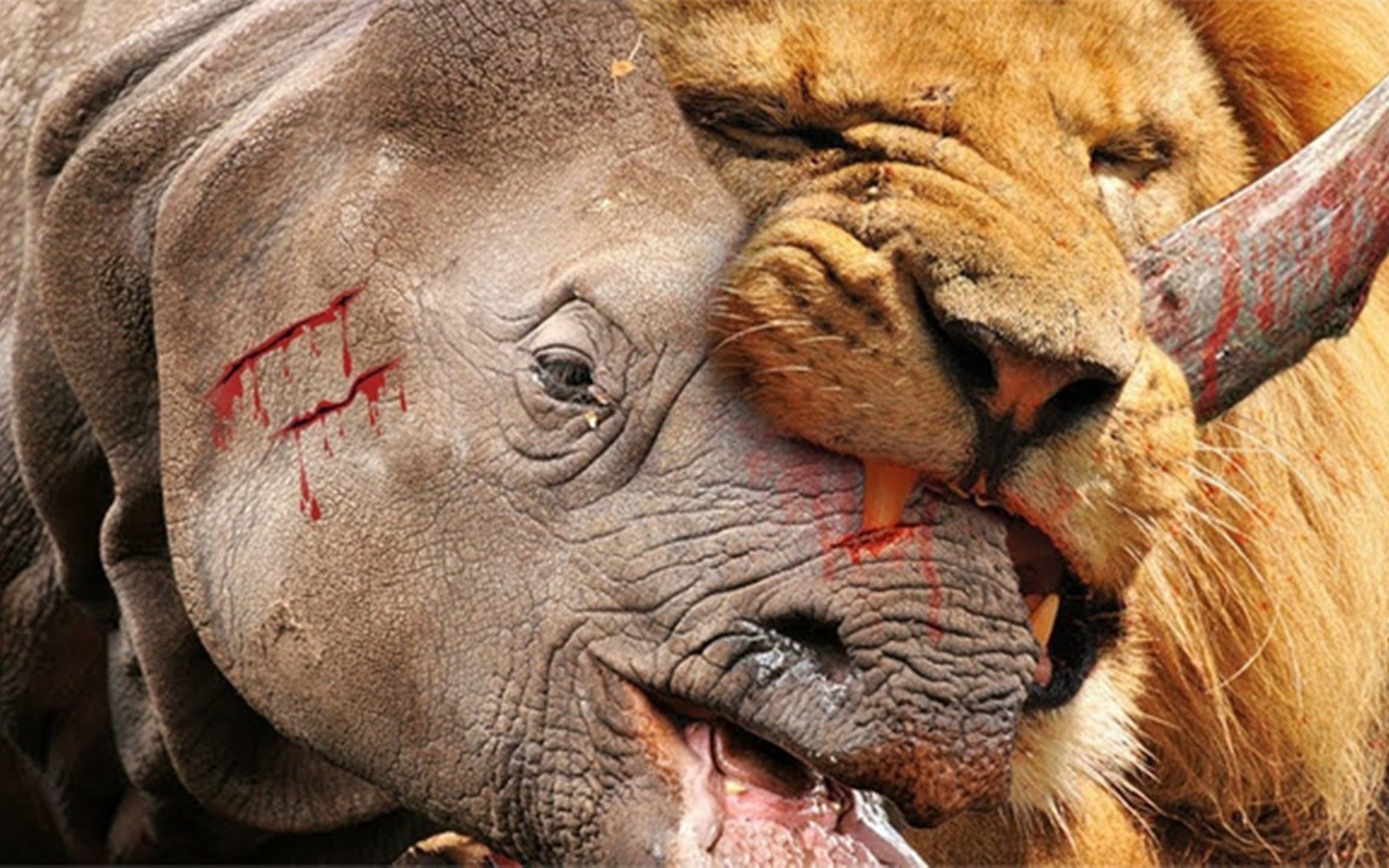 犀牛最可怕的攻击,印度最危险的动物,犀牛攻击狮子疣猪水牛!