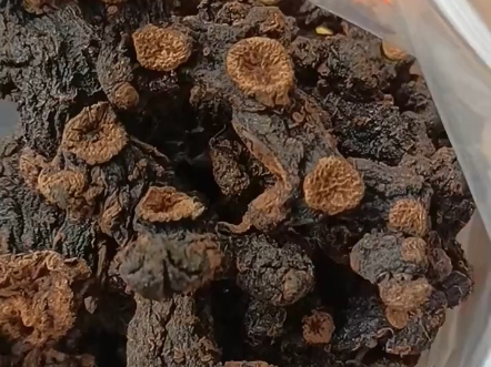 九蒸九晒黄精,老人吃:腿脚有力,身体好.男性吃:润肺补肾,肠胃好.