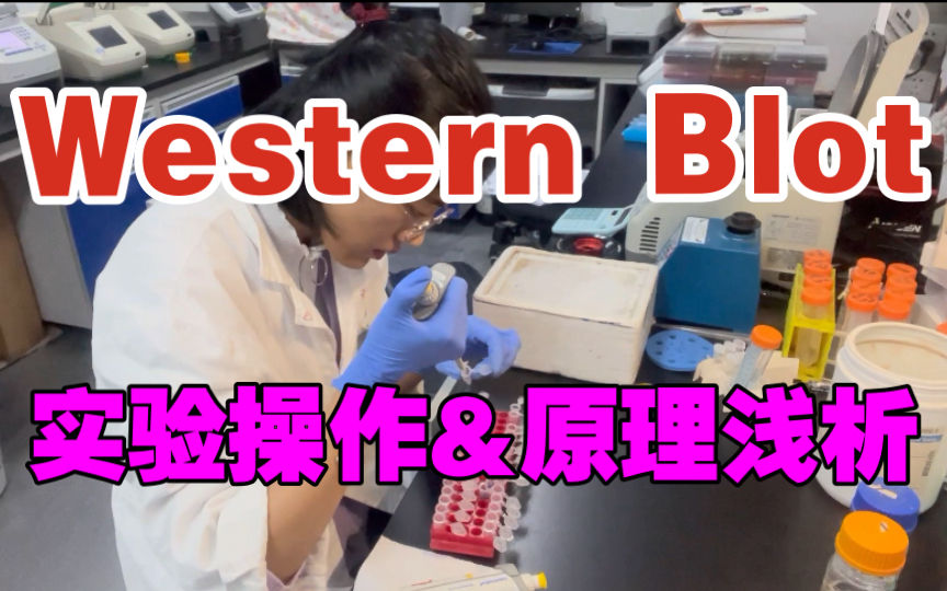 【干货】Western Blot/磷酸化WB实验操作及原理浅析(1)蛋白提取|Bradford测蛋白浓度|调蛋白浓度|制胶|SDS聚丙烯酰胺凝胶电泳哔哩哔哩bilibili