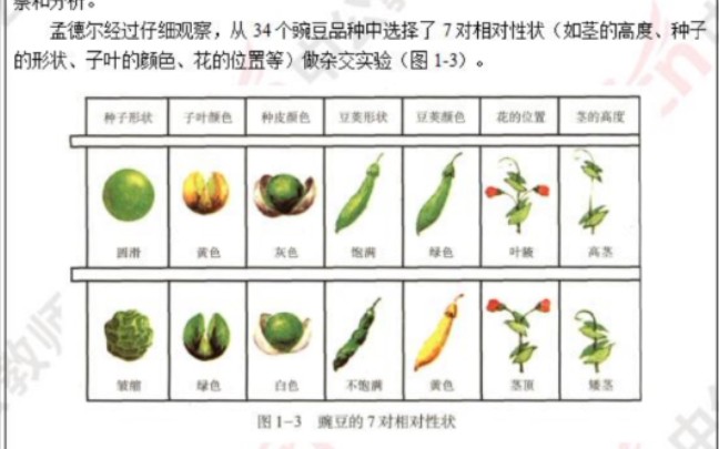 高中生物教资面试必修二1.相对性状哔哩哔哩bilibili