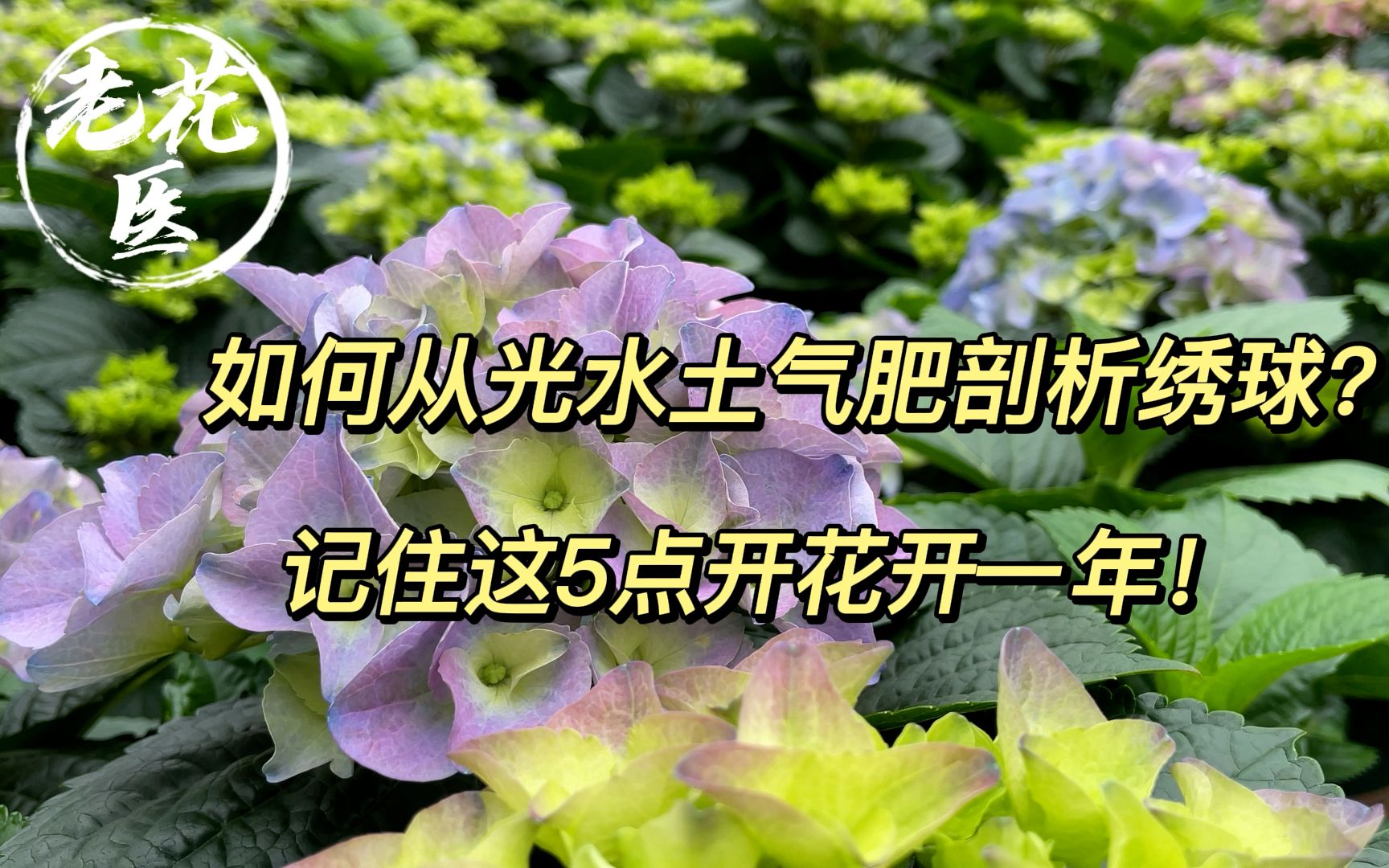 如何从光水土气肥剖析绣球?记住这5点,开花开一年!哔哩哔哩bilibili