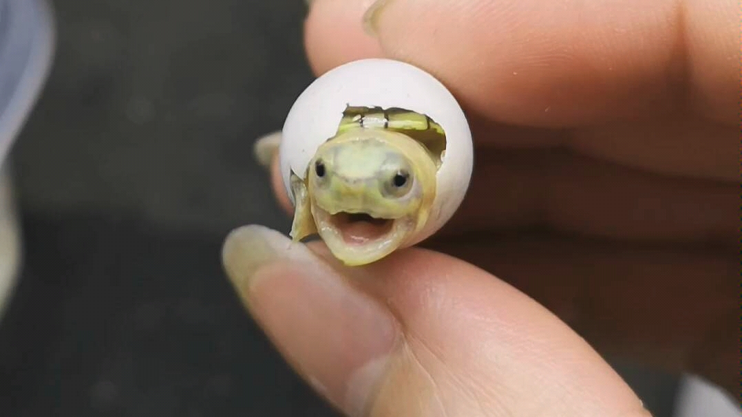 变异斑纹蛋龟-车车宠物馆