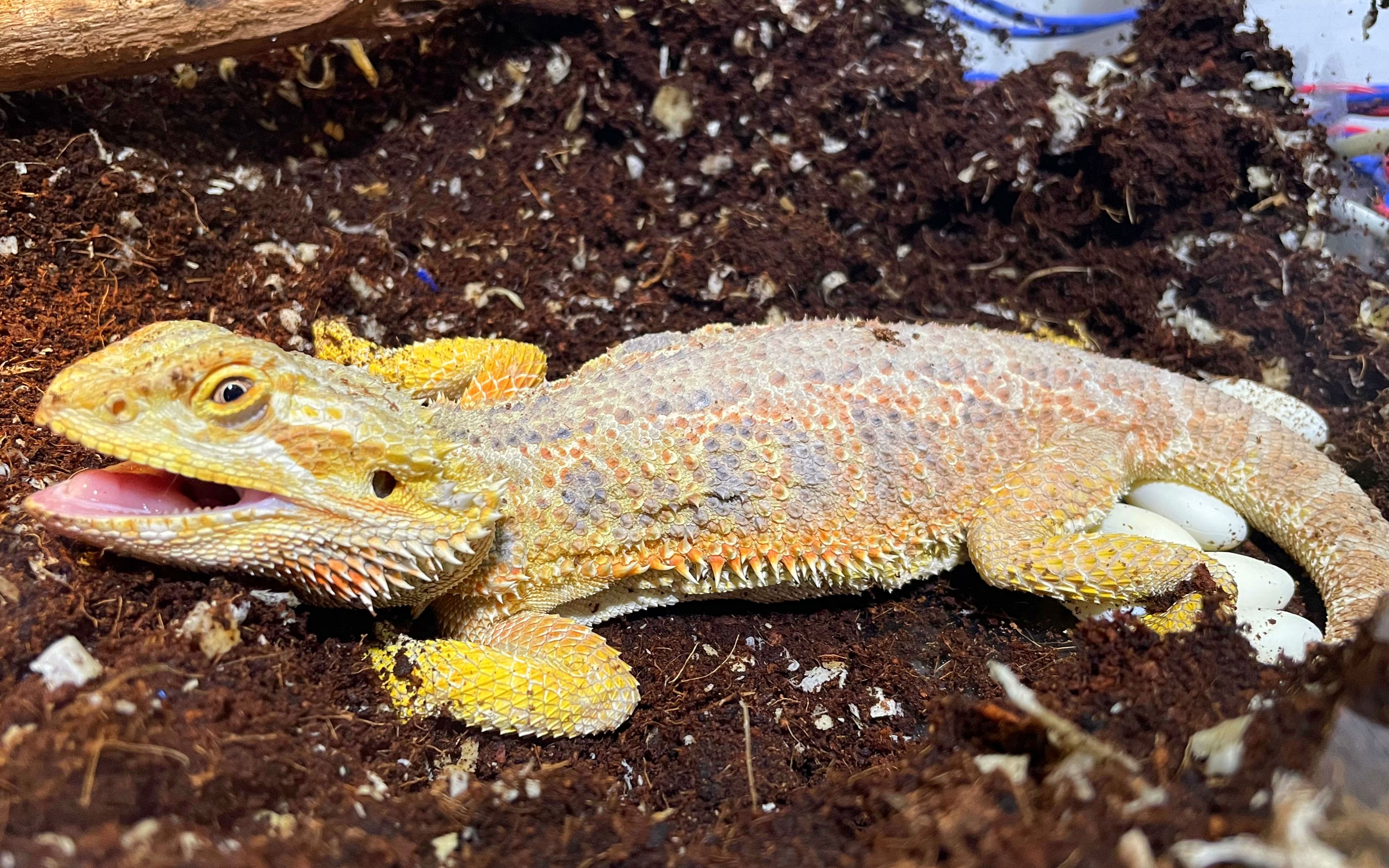 蜥蜴下蛋你们见过吗?一口气出11个蛋,直接把蜥蜴累趴下