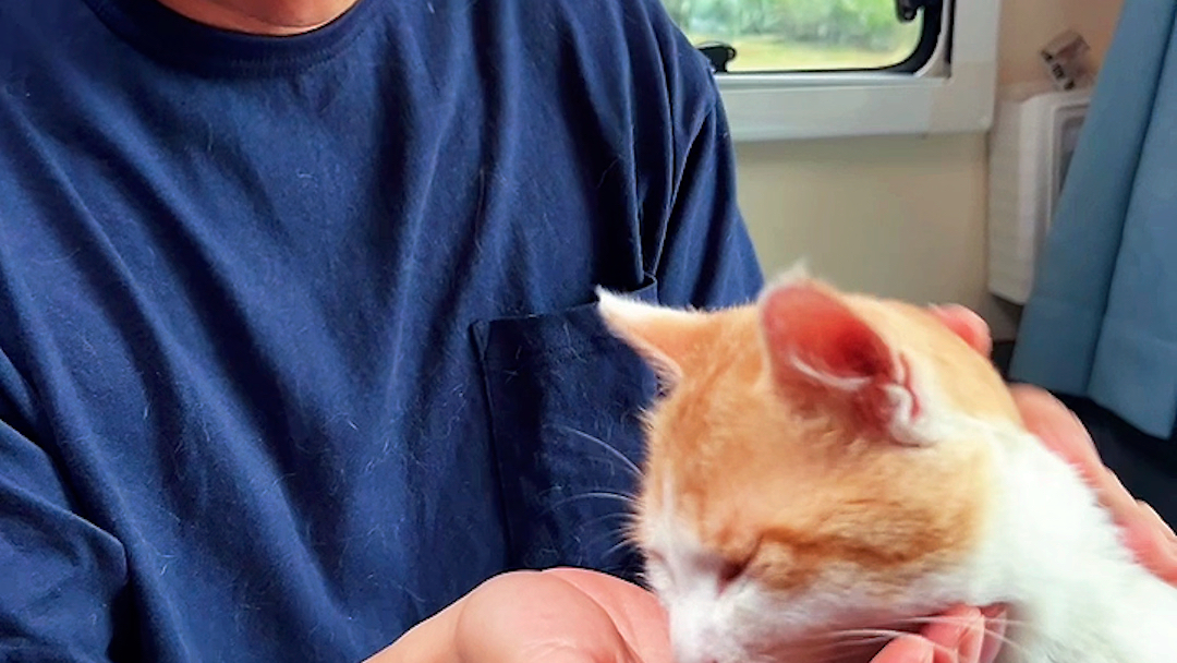 住在房车里养猫的男演员