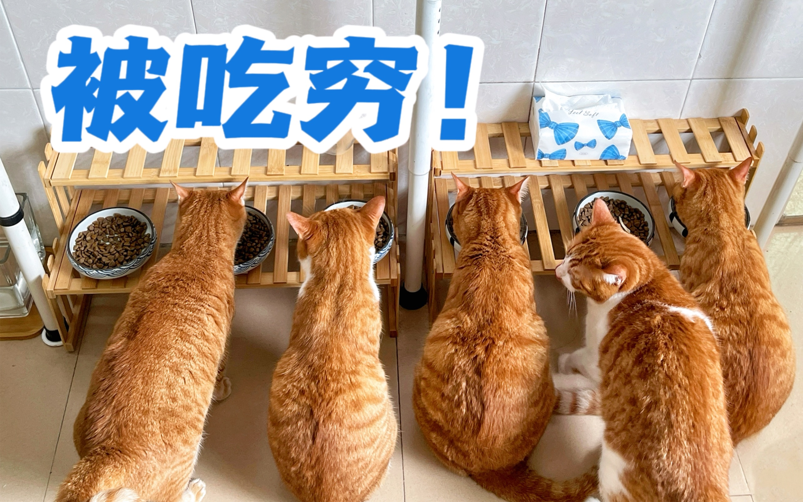 沉浸式体验打工人养5只橘猫第二天!养猫攻略哔哩哔哩bilibili