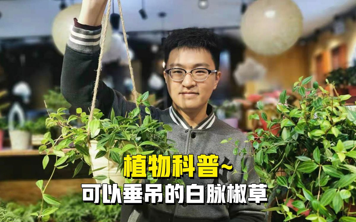 【大表哥植物科普】可以垂吊的白脉椒草~哔哩哔哩bilibili