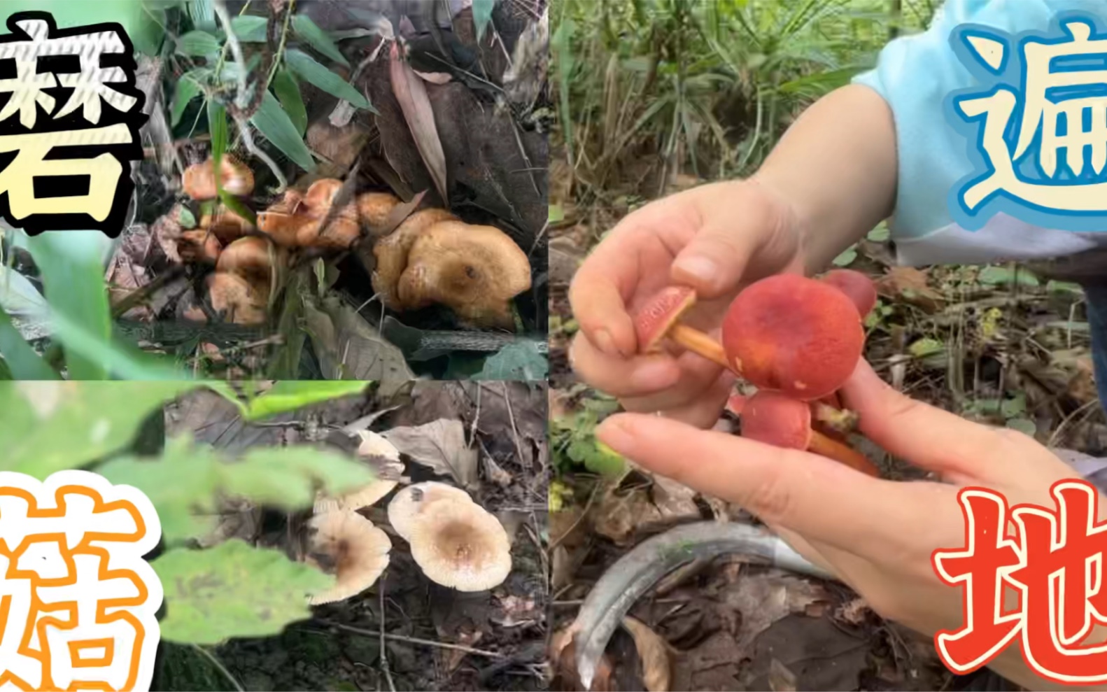 [图]雨后上山采蘑菇，十多种连成片，可惜不认识，回家查完感觉亏大了