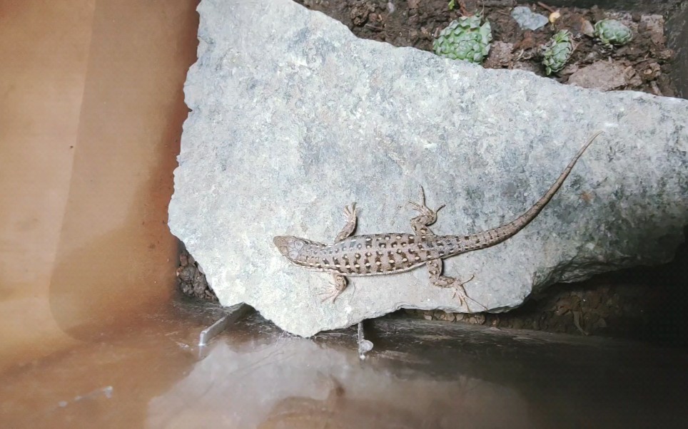 [图]山地麻蜥（Eremias brenchleyi）列入中国生物多样性红色名录——脊椎动物卷，评估级别为易危（VU） 。