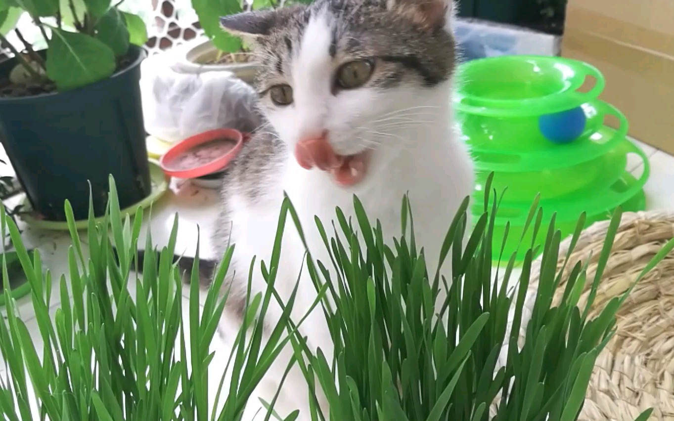 给猫咪播种了猫草,一周后就可以吃啦