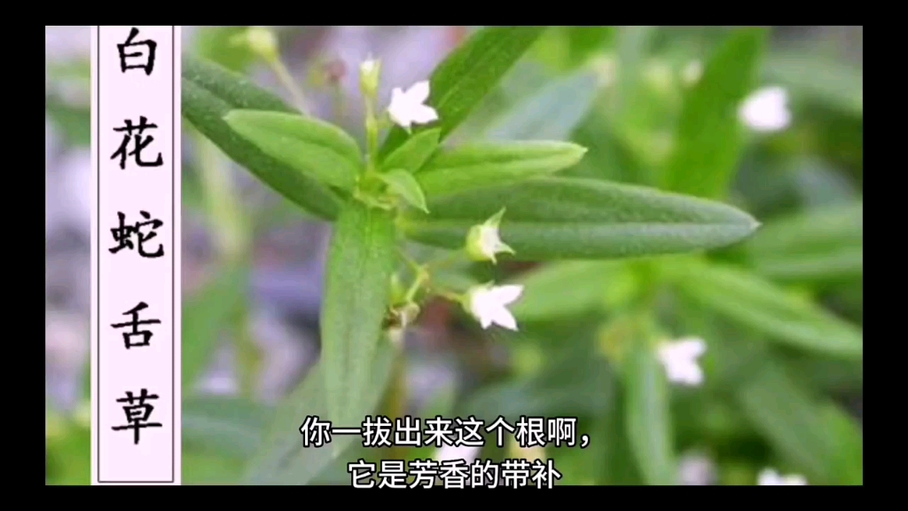 每日一学草药002.白花蛇舌草哔哩哔哩bilibili