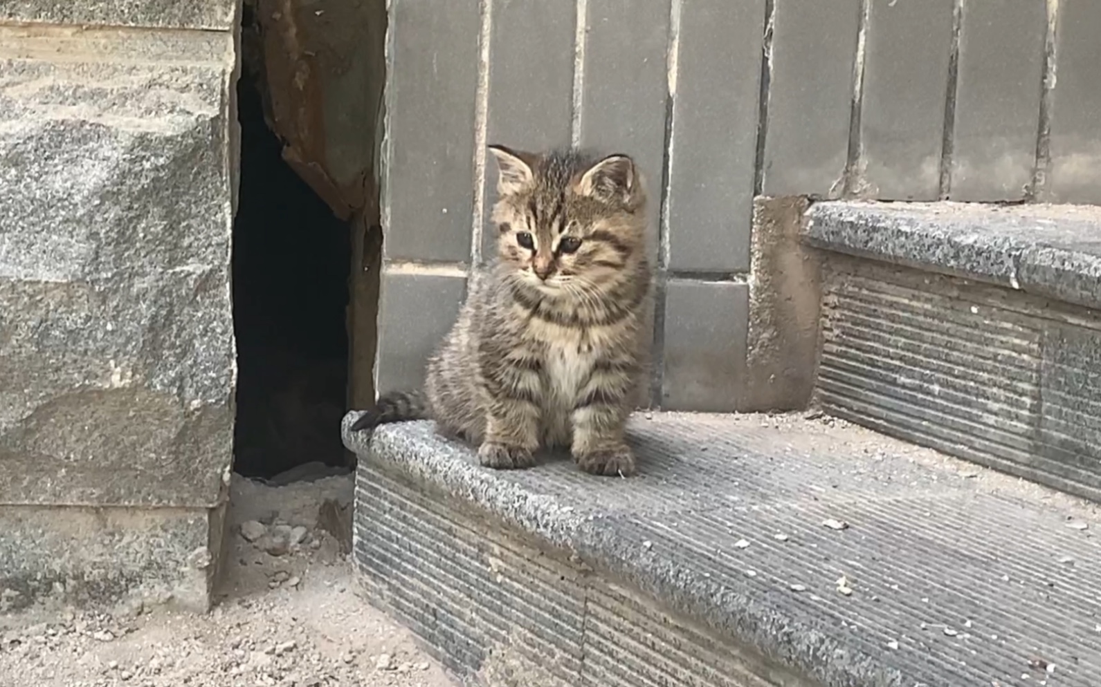 [图]学校里狸花猫的两只小宝宝