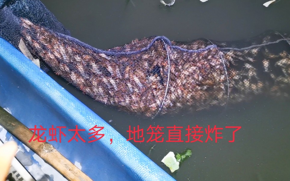小龙虾太多地笼直接爆炸密度太大小伙心情低落到极点