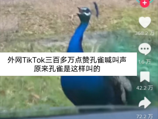 外网TikTok三百多万点赞孔雀喊叫声原来孔雀是这样叫的哔哩哔哩bilibili