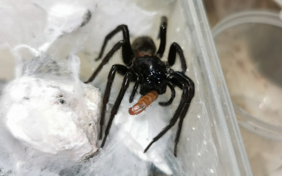 陕西产高海拔大个体阴暗拟隙蛛捕食