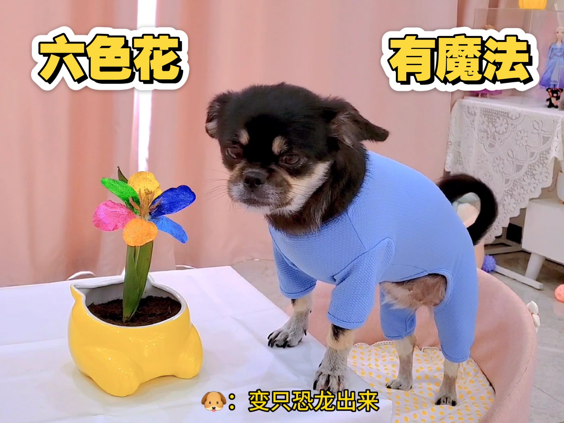 狗狗不相信六色花有魔法，被突然出现的恐龙吓跑