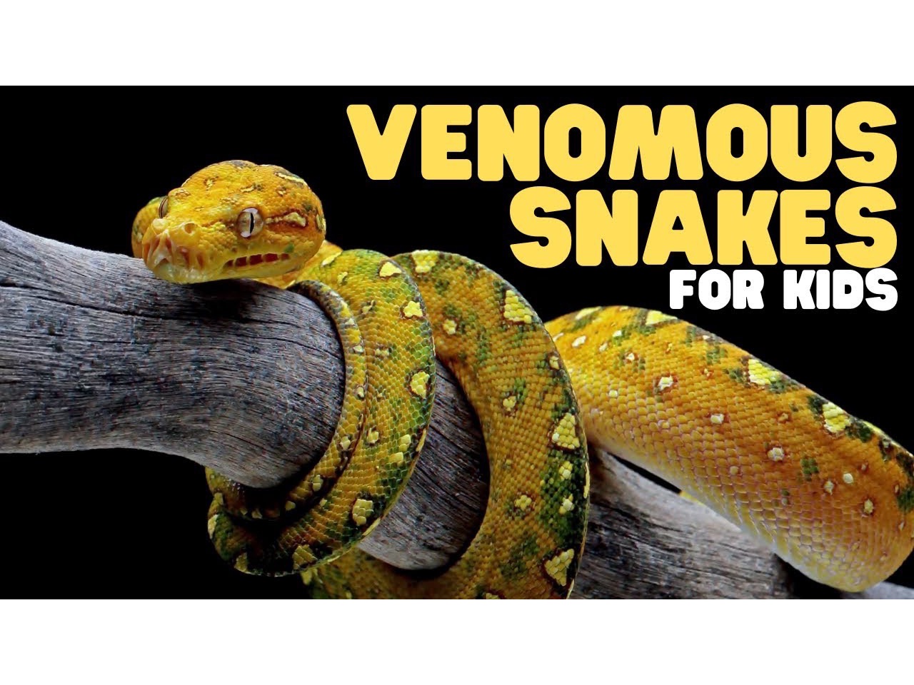 venomous snakes for kids