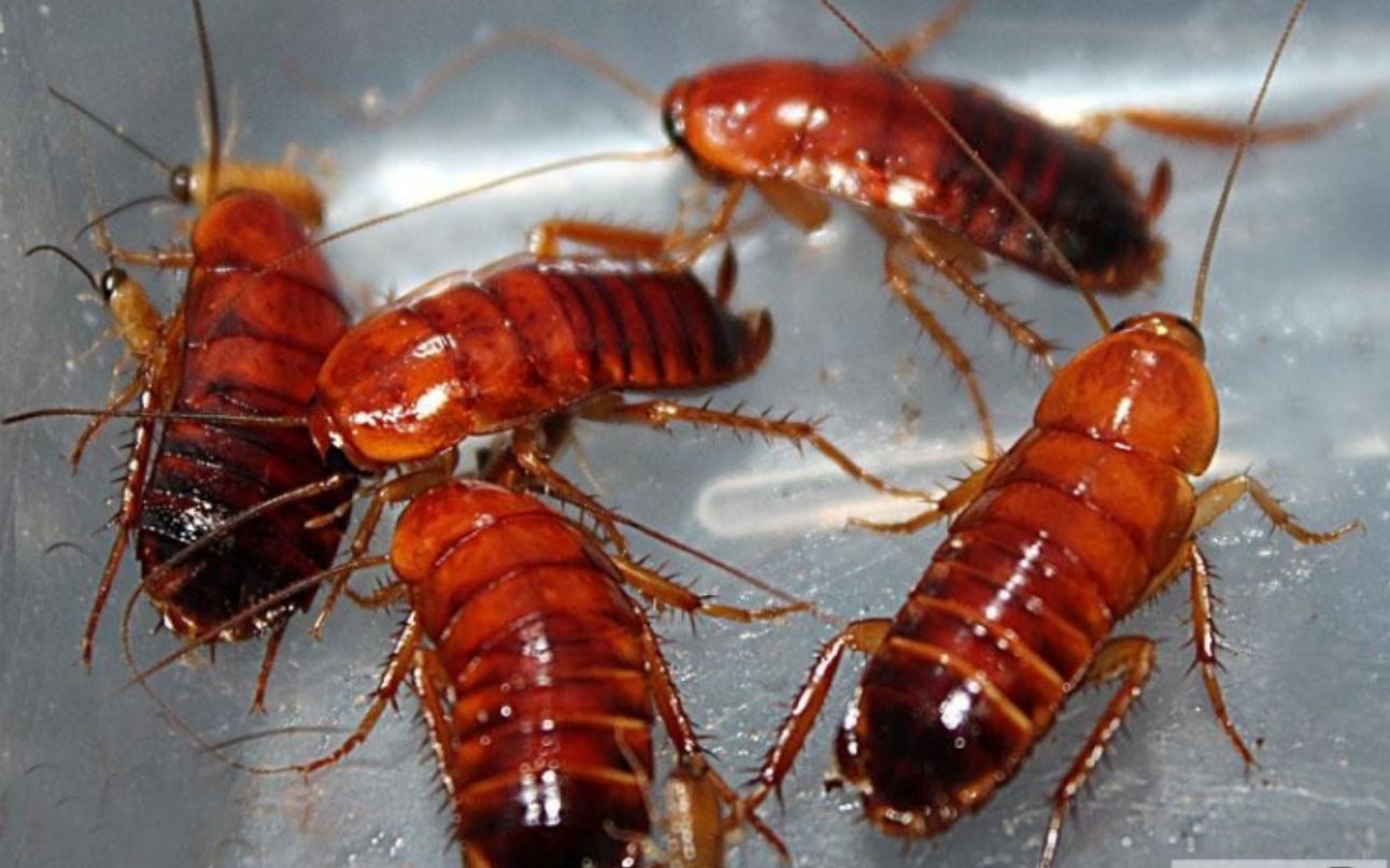 油光发亮的樱桃蟑螂中暑了,不如拿他来喂乌鸦,香香脆脆超美味_哔哩