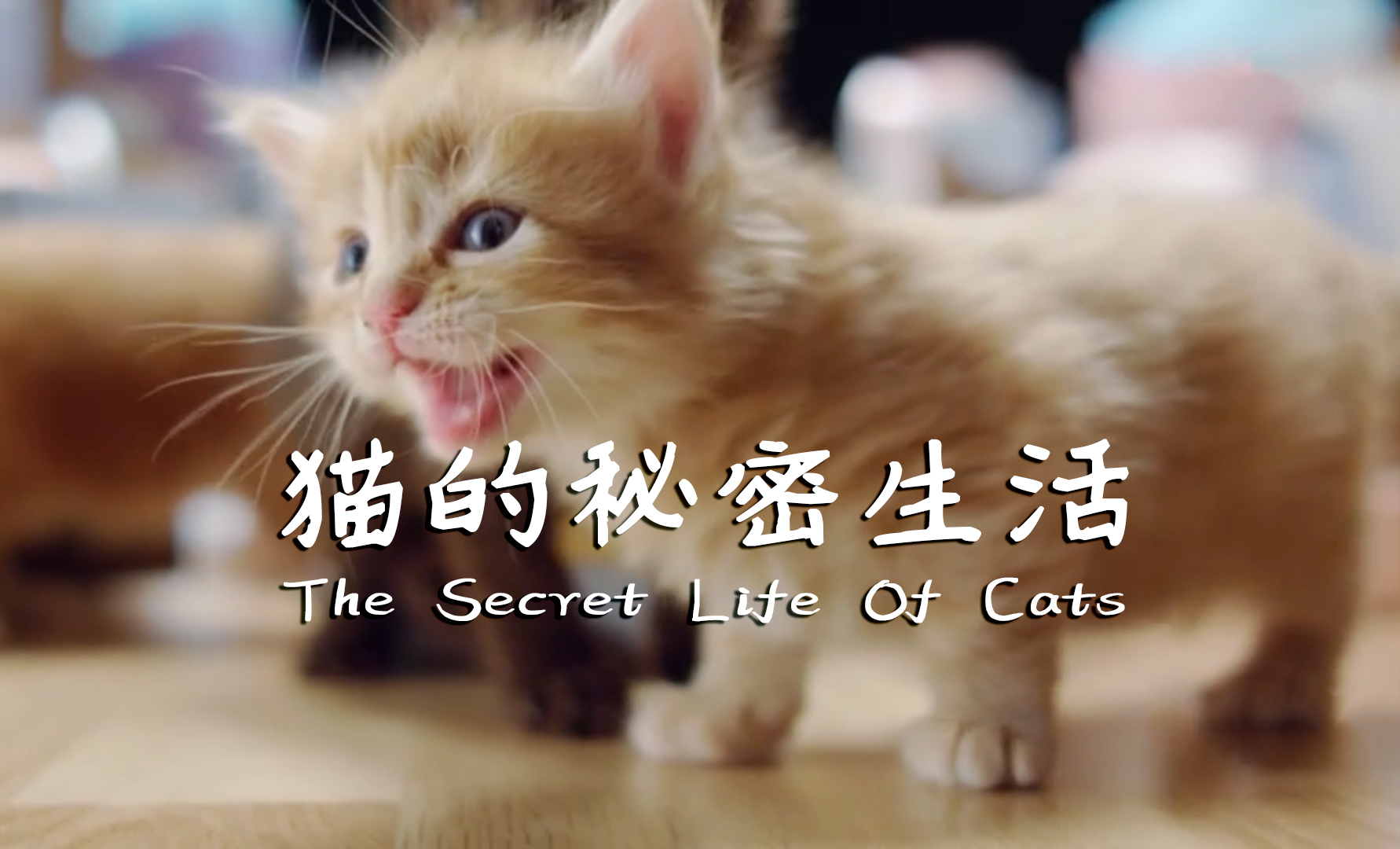 猫的秘密生活 纪录片 全集 高清正版在线观看 Bilibili 哔哩哔哩 猫的秘密生活 纪录片 全集 高清正版在线观看 Bilibili 哔哩哔哩