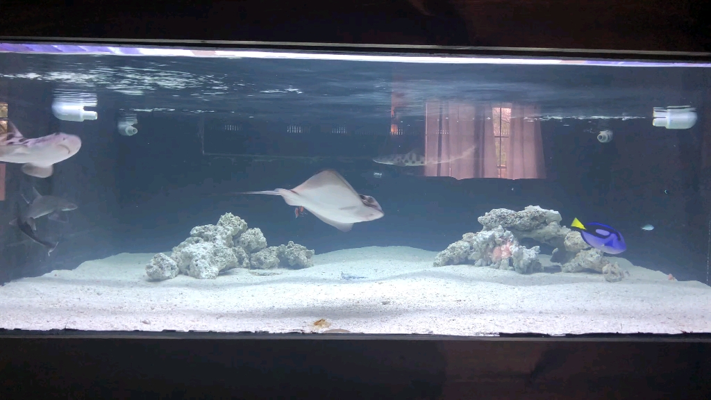 4k家庭鲨鱼混养海缸