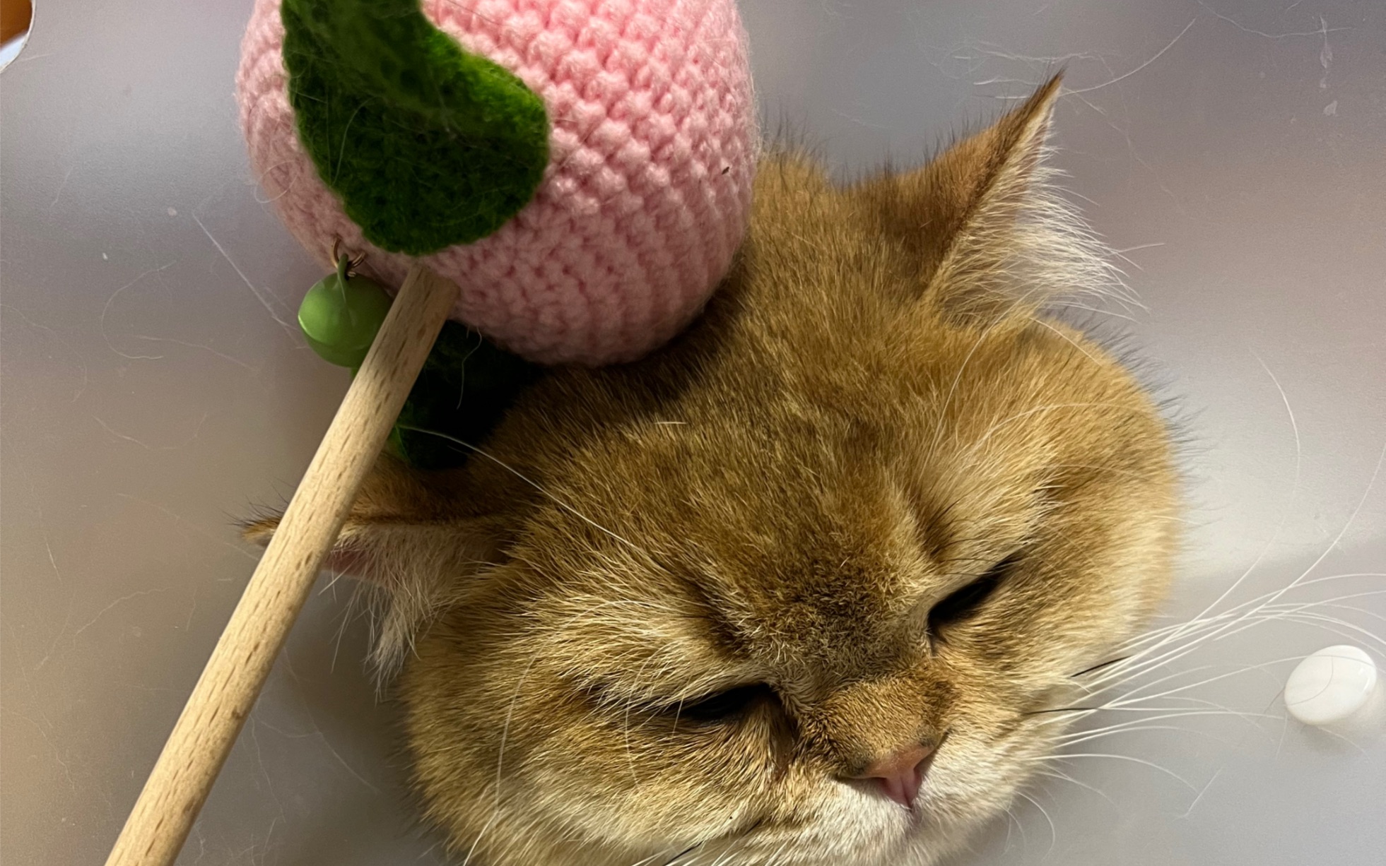 敲猫猫木鱼