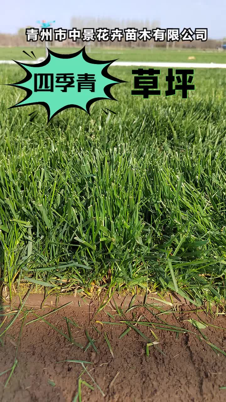 河北四季青草坪供应,青州中景花卉苗木,专注种植各类花卉苗木,品质