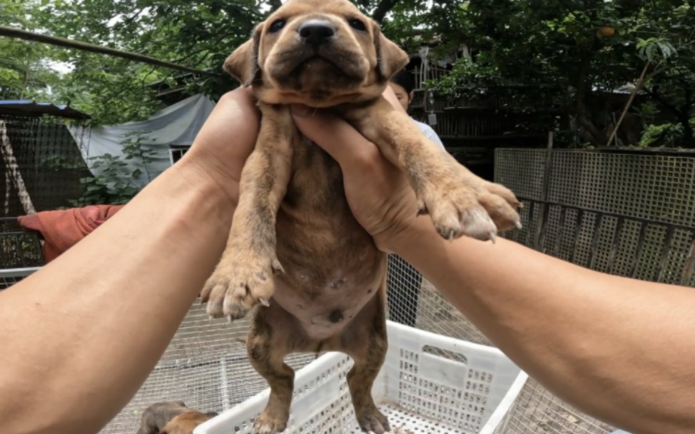 虎斑普比猎犬满月了,今天带出来打第一针疫苗,个个都是肥头大耳