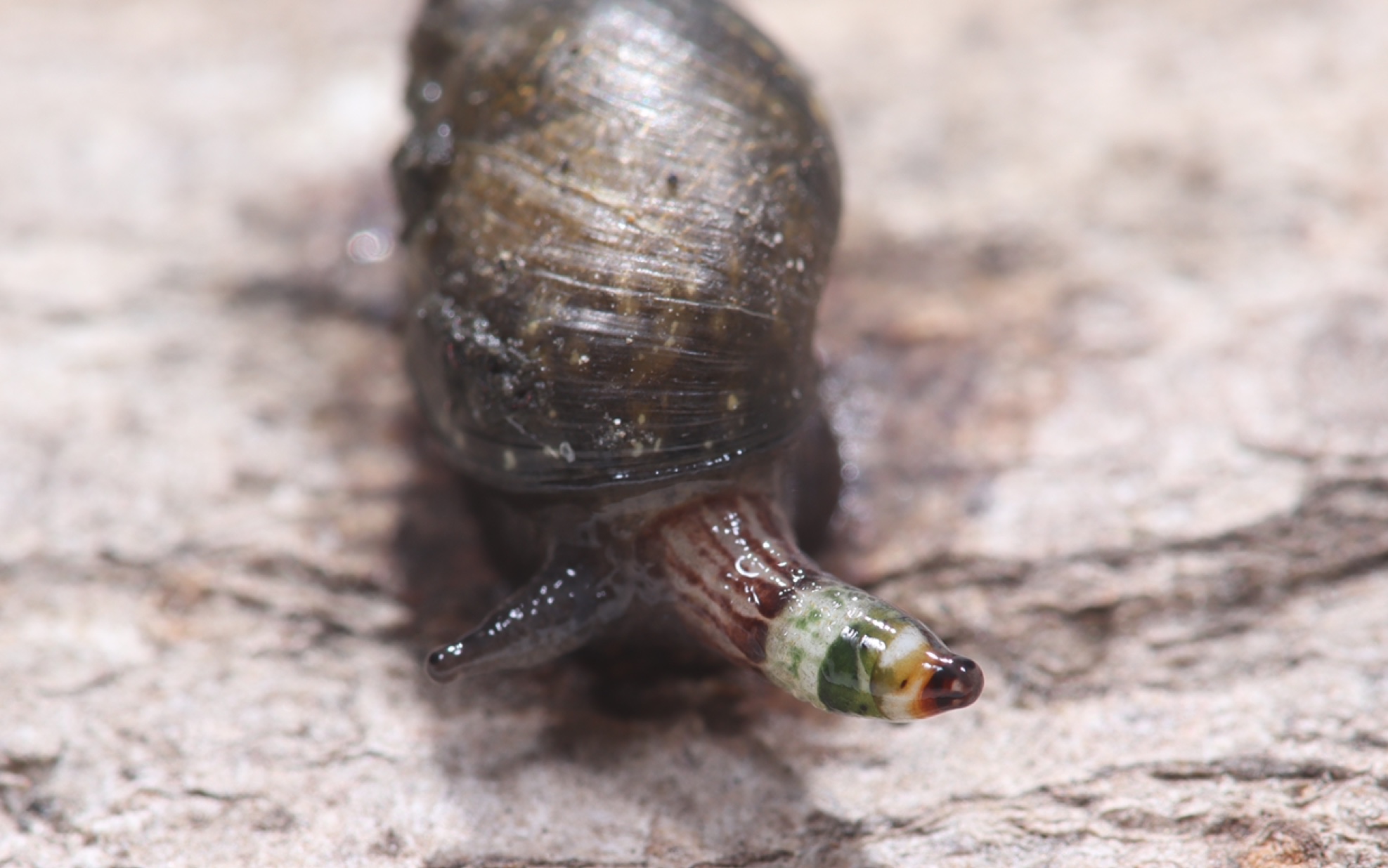 彩蚴吸虫/僵尸蜗牛图片