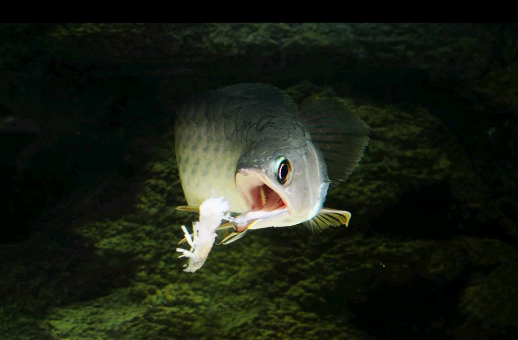 霸气侧漏的小青龙